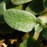 Stachys byzantina 'Silky Fleece'